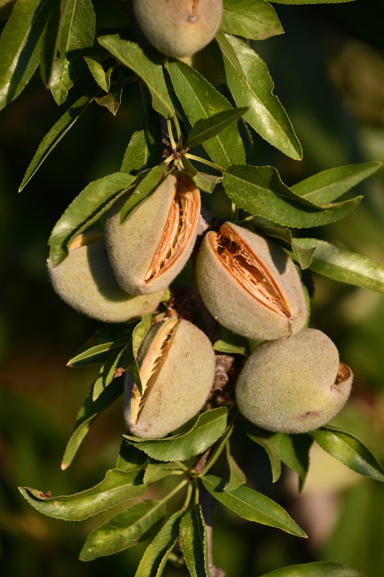 An Early Look at the 2022 Almond Harvest Shows Damage Trend