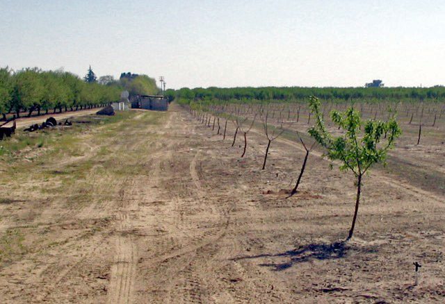 Replant Disease Prevention May Include Alternative Rootstocks