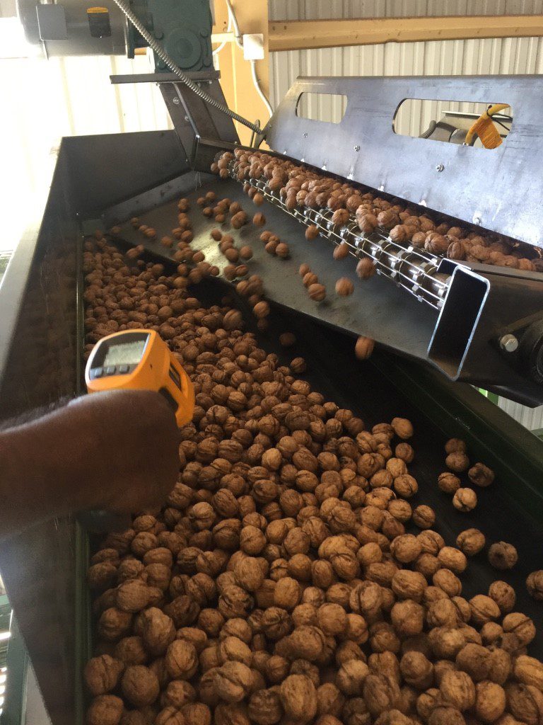 Walnut Industry Looks to Infrared for Drying