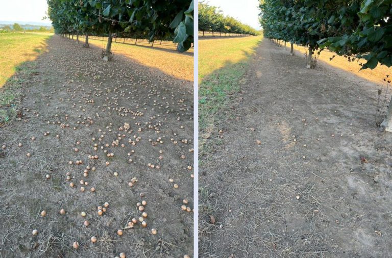 Plant Growth Regulator Eyed to Hasten Nut Drop in Hazelnuts