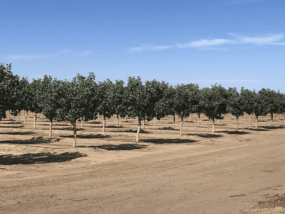 Chill Concerns Have Pistachio Growers Evaluating New Tool 