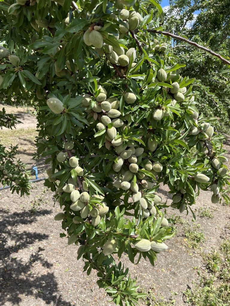 Self-Fertile Almonds on the Rise