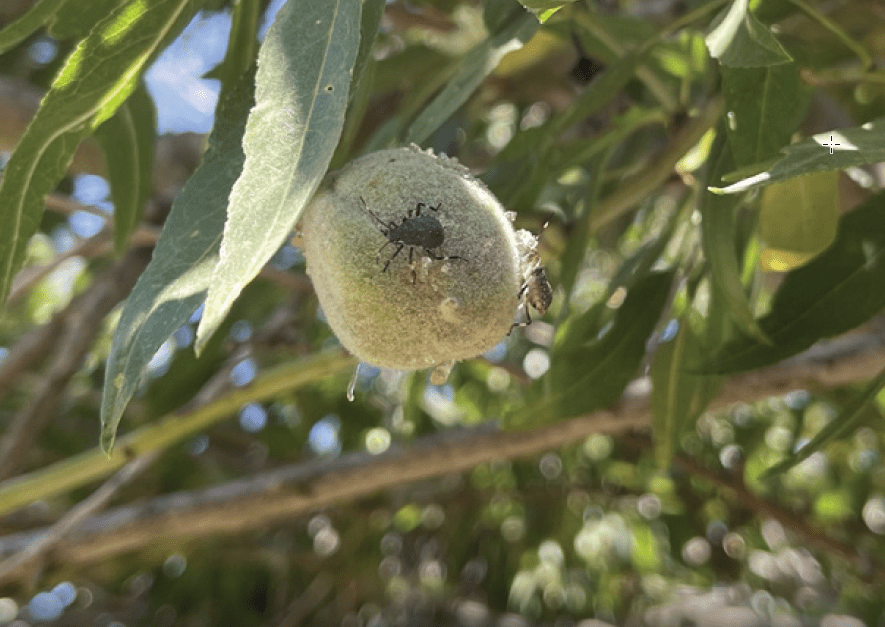 BMSB on the Rise in Almonds | West Coast Nut