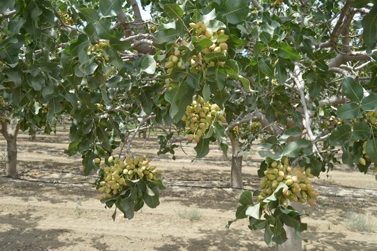 Lessons Learned from Last Year’s Lower-Than-Expected Pistachio Yields