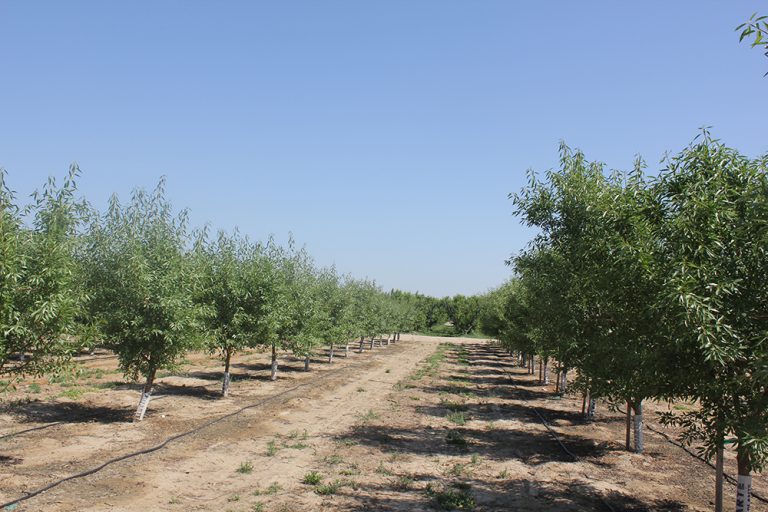 Almond Replant Disease, Phytophthora are Issues in Young Orchards