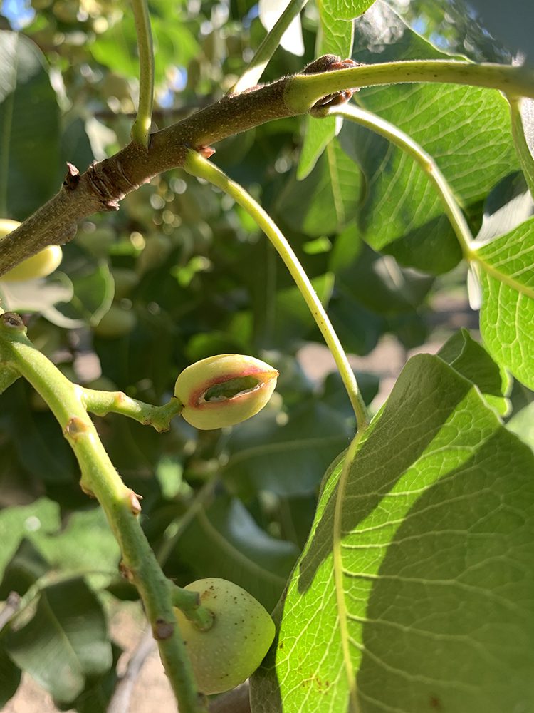 Assessing Pistachio Hull Integrity and What to Do About It | West Coast Nut