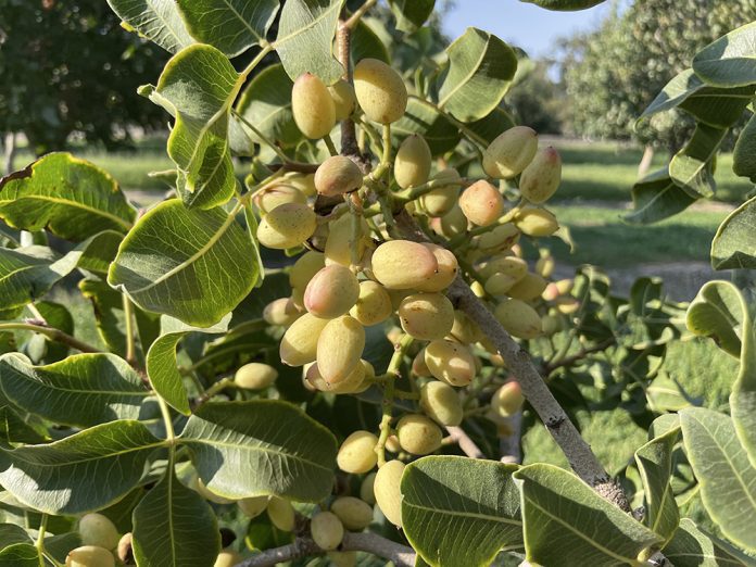 Assessing Pistachio Hull Integrity and What to Do About It | West Coast Nut