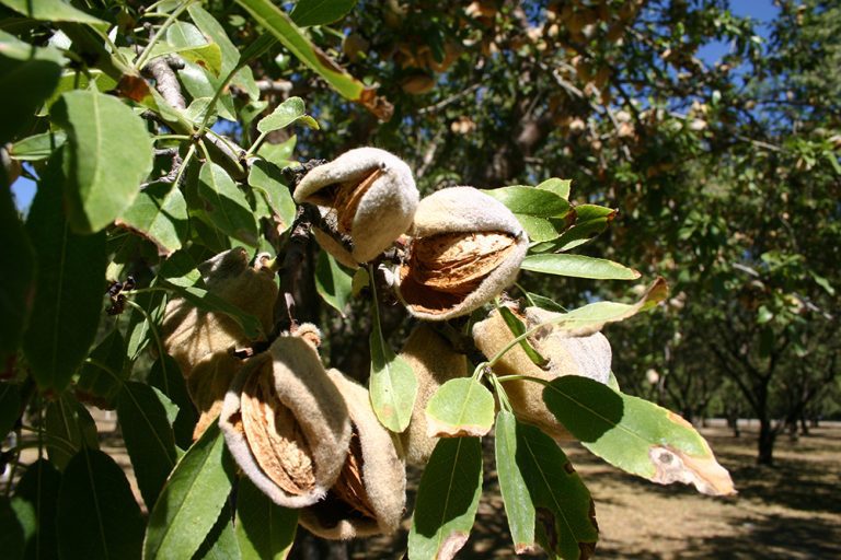 Almond Acreage Decline Prompts Industry Introspection