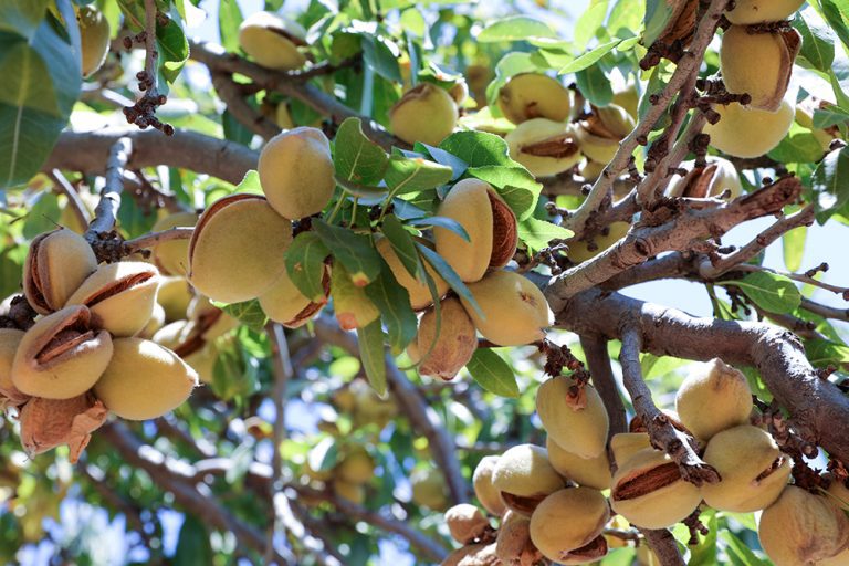 Economic Considerations for Navel Orangeworm Management in Almond Orchards