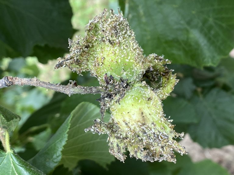 Aphid Control in Hazelnuts Potentially Compromised by Stink Bug