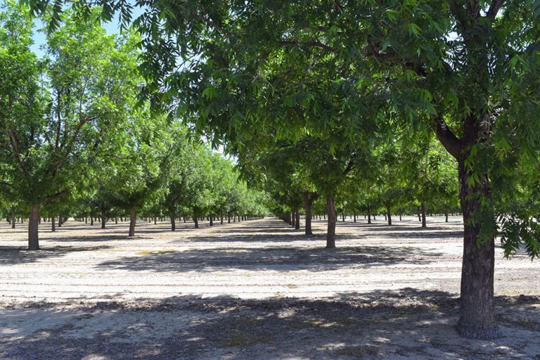U.S. Pecan Industry Continues to Advance Trade and Agricultural Policy Efforts