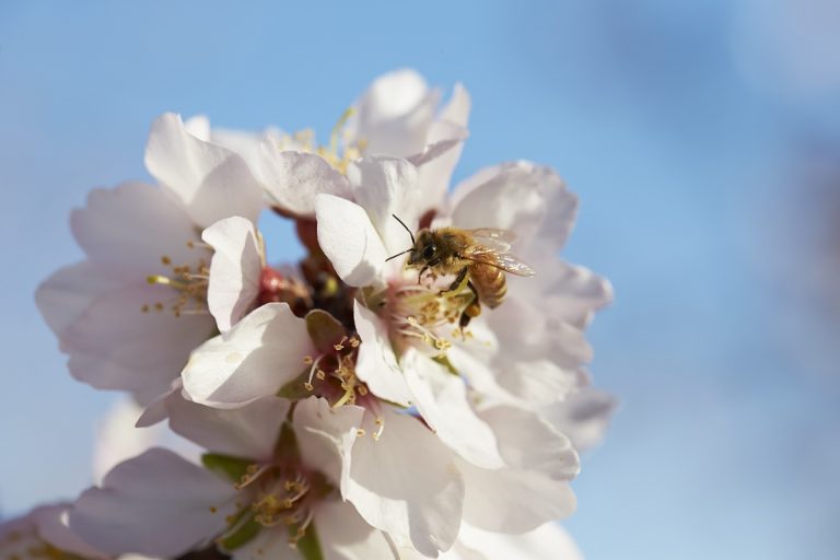 California Honeybee Health Improved in 2023