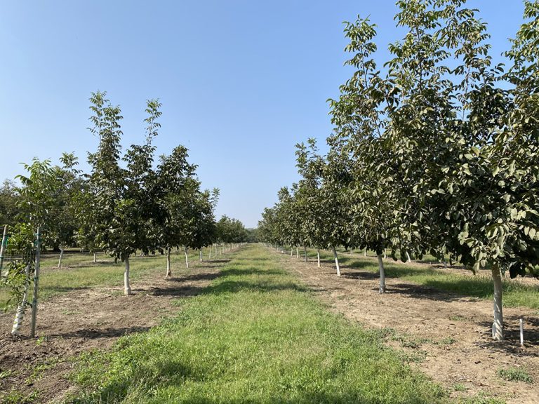 Trials Provide Data to Help with Rootstock Choice