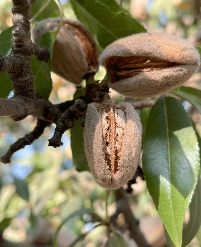 Beetle Pest Presents New Challenge for Almond and Pistachio Growers