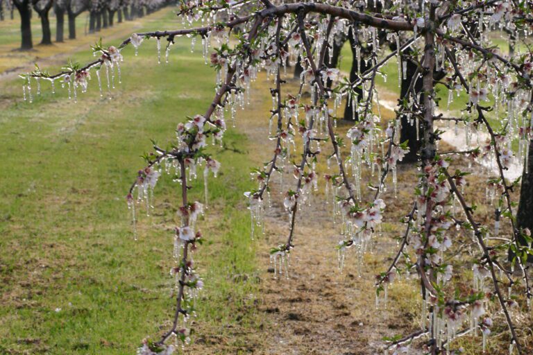 Checklist for 2024 Almond Bloom: Sanitation, Bees, Fungicides and More