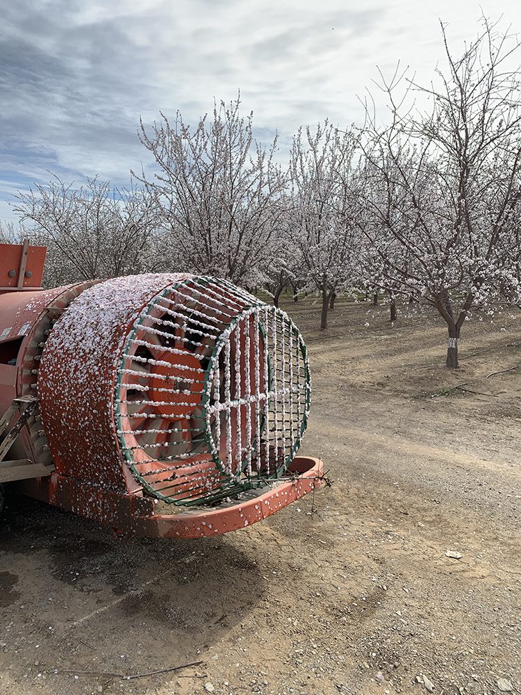 Northern Almond View: February 2024