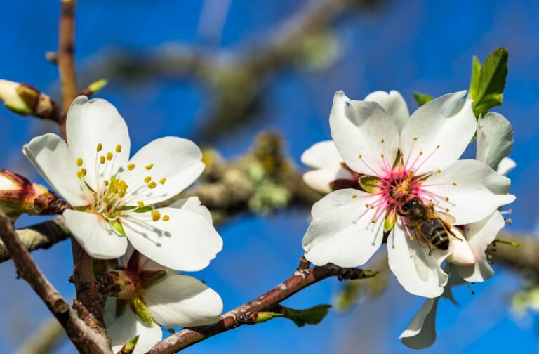 Almond Prices, Bee Populations Expected to Rebound in 2024