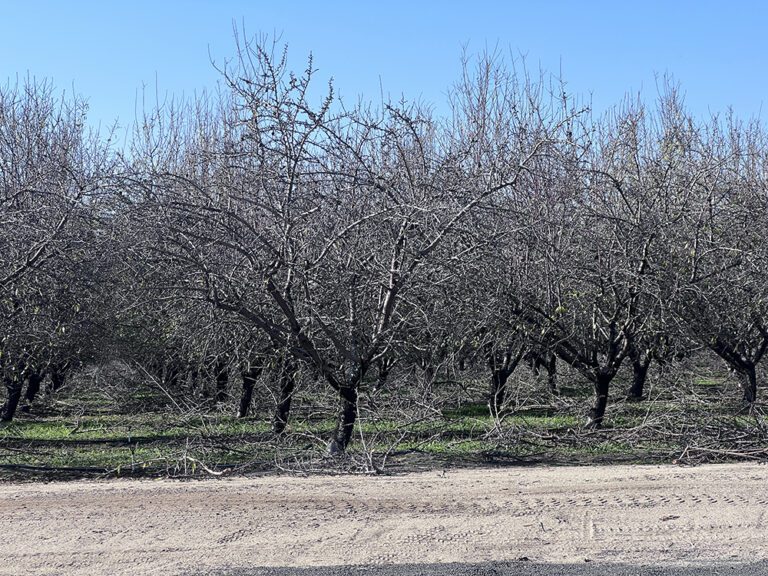 Long-Term Pruning an Expense that Doesn’t Help Yield, Studies Show