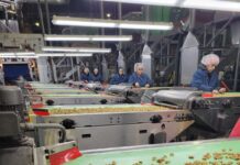 Walnut Industry Leaders Share Challenges and Efforts to Bolster Sales and Prices