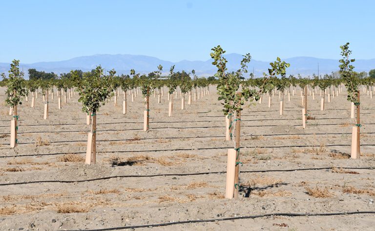 Go North, Young Man Water Availability, Prices Drive Increased Sacramento Valley Pistachio Acreage