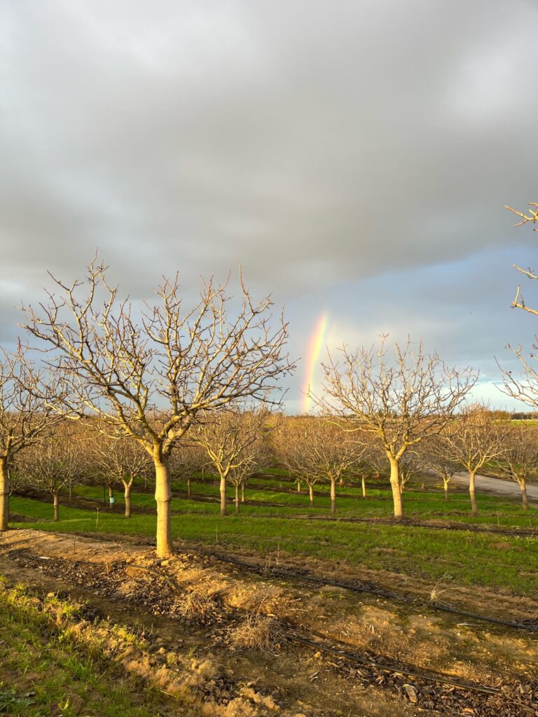 Get Calcium Right This Year for Cleaner Soils and Heavier Crops