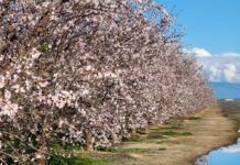 Economist Shares Where Cutting Costs in Almond and Walnut Hurt and Help the Most
