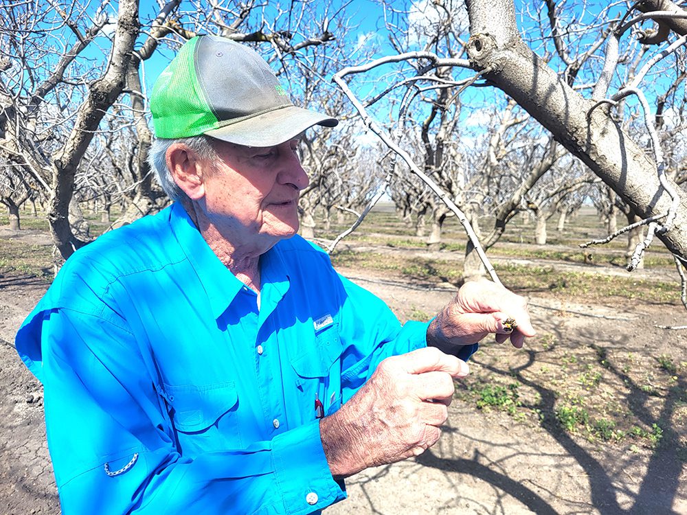 Hard Times and Hope for Pistachio Growers: Struggles on the Ground Amid ...