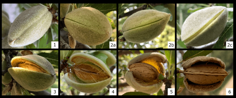 A Northern Tree Nut  Perspective for June