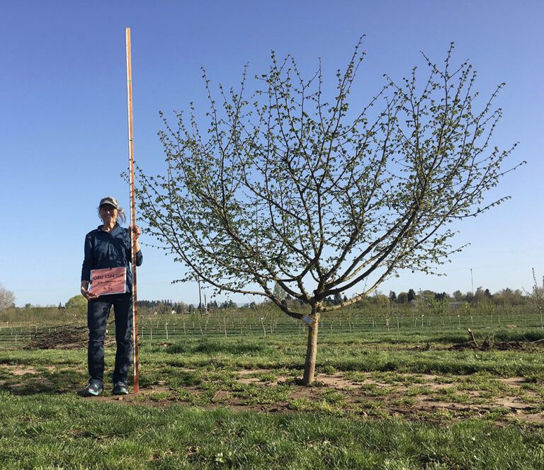 New Hazelnut Cultivar a Fit for High-Density Orchards