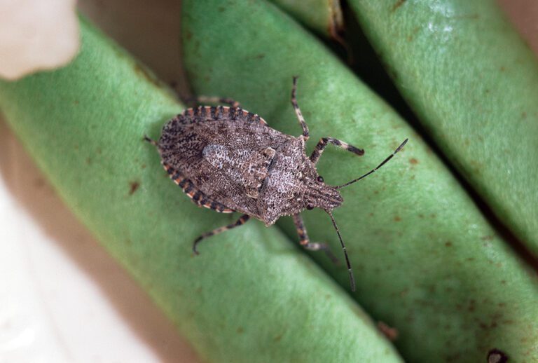 5 Things to Know About Stink Bug Pests in Orchards