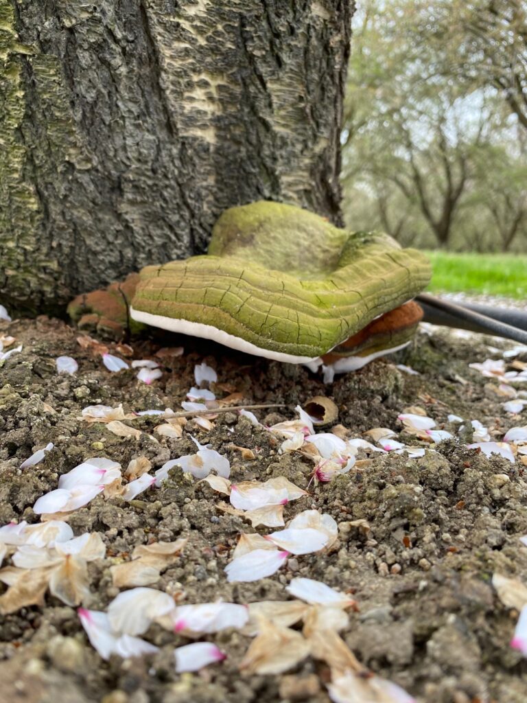 Crown Gall/Ganoderma Connection in Almonds Being Investigated