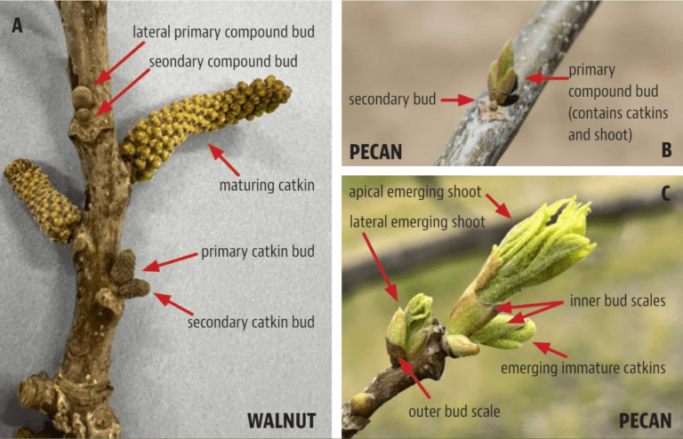 Walnut and Pecan: Related Crops with Different Bud Break and Bloom Habits