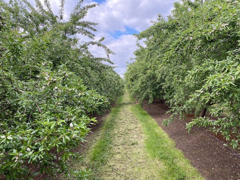 Nutrient Management Needs in Young Orchards Differ from Mature Trees