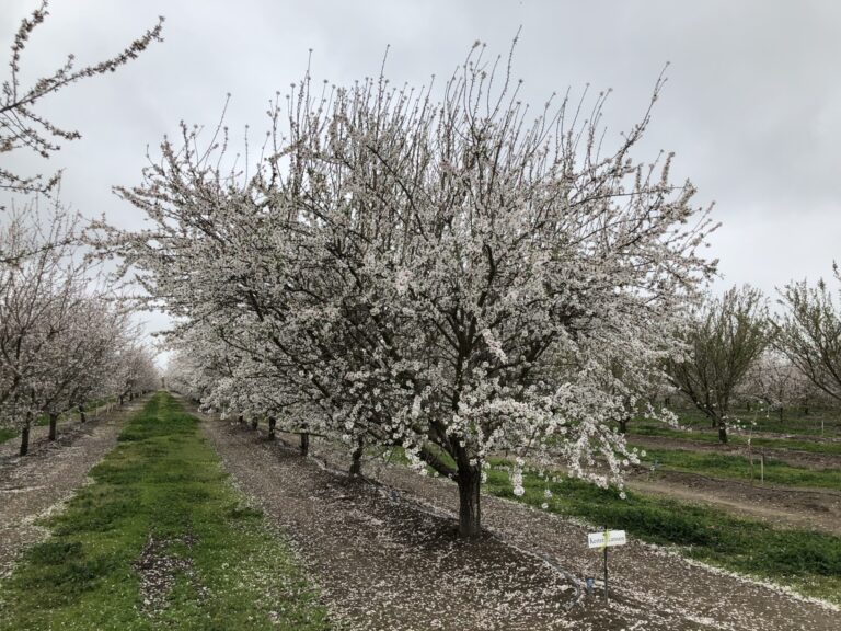 Almond Variety, Rootstock Breeding Efforts Respond  to Grower, Processor Needs