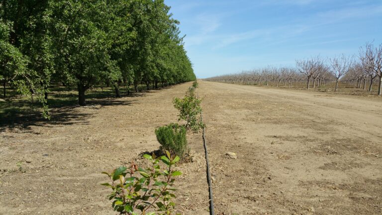 Conservation Cover Plantings Extend Pollinator Habitat Add Value for Growers