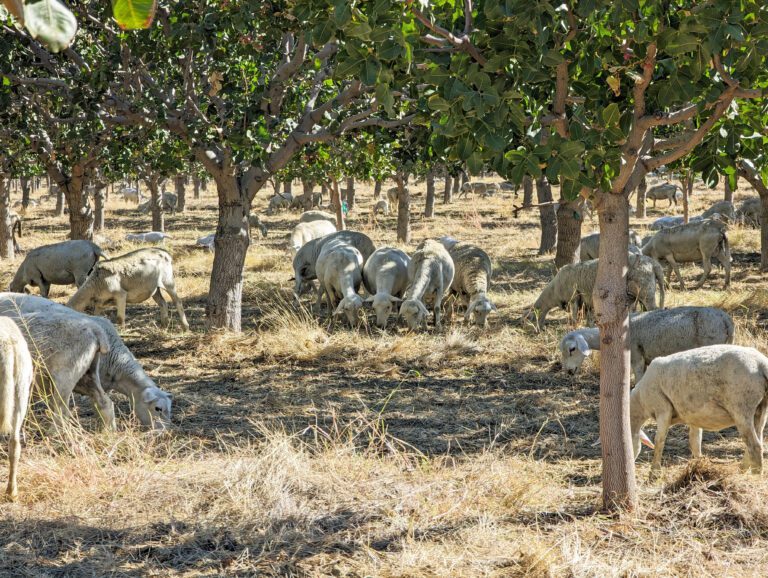 Sheep Gone Nuts! Research looks at effectiveness of sheep grazing in managing pistachio mummies on orchard floors.