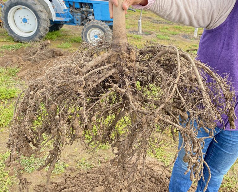 What Lies Beneath: Know Your Plant-Parasitic Nematodes on Perennial Crops