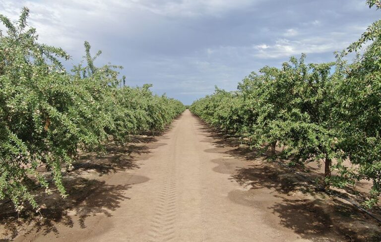 From the Orchard: Fourth-Generation Farmer Mark Cavallero Holds onto Family Legacy