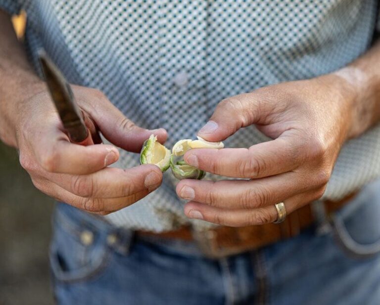 A Closer Look at Biofungicides