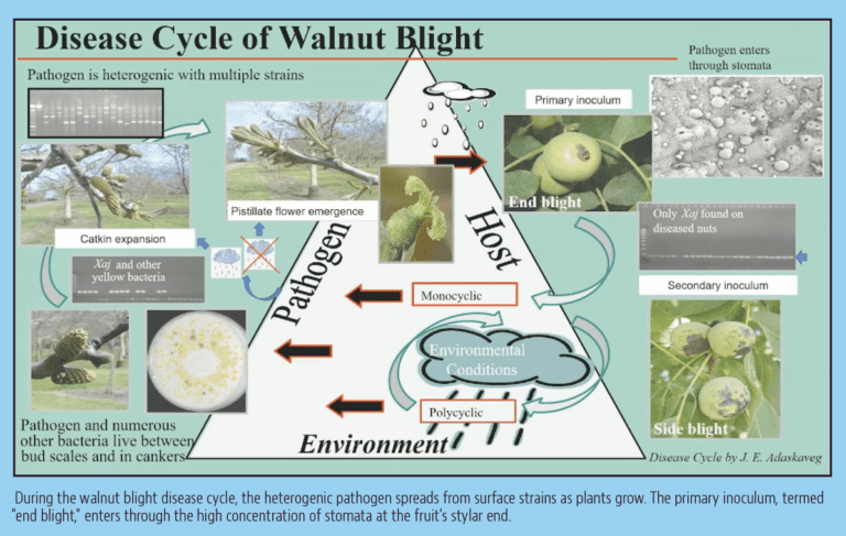 Management of Almond Blast and Walnut Blight