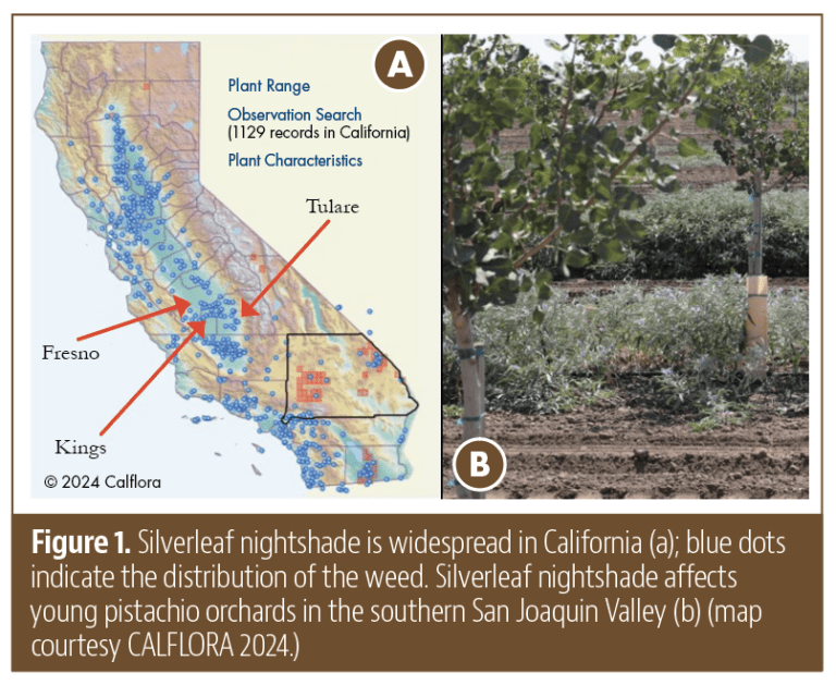 Silverleaf Nightshade: A Challenge in California Orchards