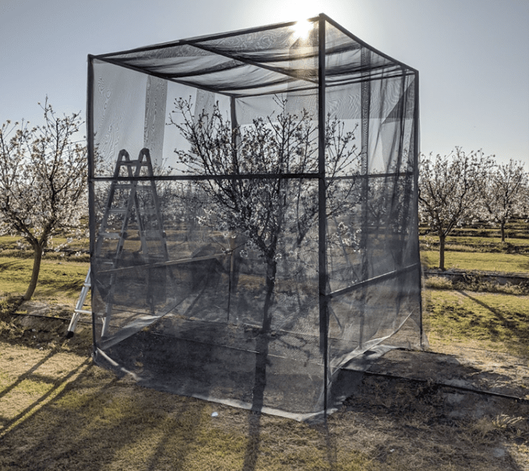 Pollination Guidance for Self-Fertile Almonds