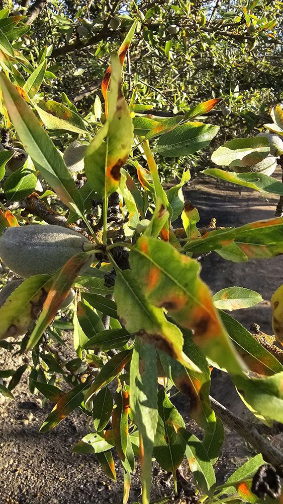 New Red Leaf Blotch Fungal Disease Spreading in Almonds