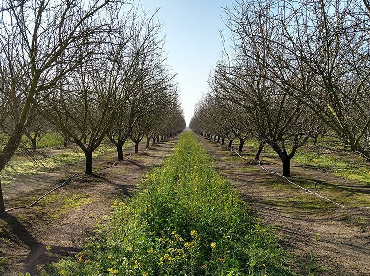 Cover Crops Enhance Navel Orangeworm Management in Almond Orchards