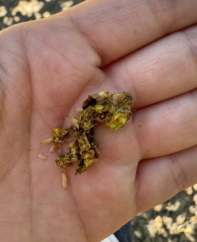 Invasive Carpophilus Beetle Marching into Valley Orchards