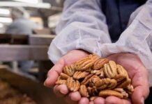 Pecan Industry Revises Grades and Standards