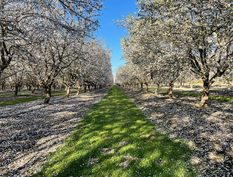 Field Evaluation of Almond Varieties 10 Years In