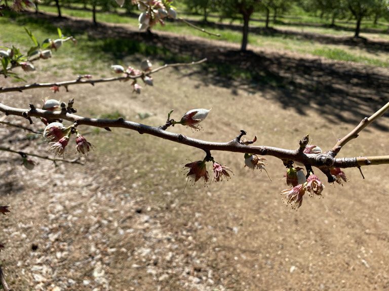 A Real ‘Head-Scratcher’ Maladies in Certain Almond Varieties May Be Linked to Watering Issues