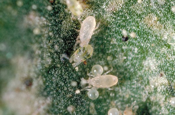 Web-Spinning Spider Mites Gained Footholds in Almond and Walnut