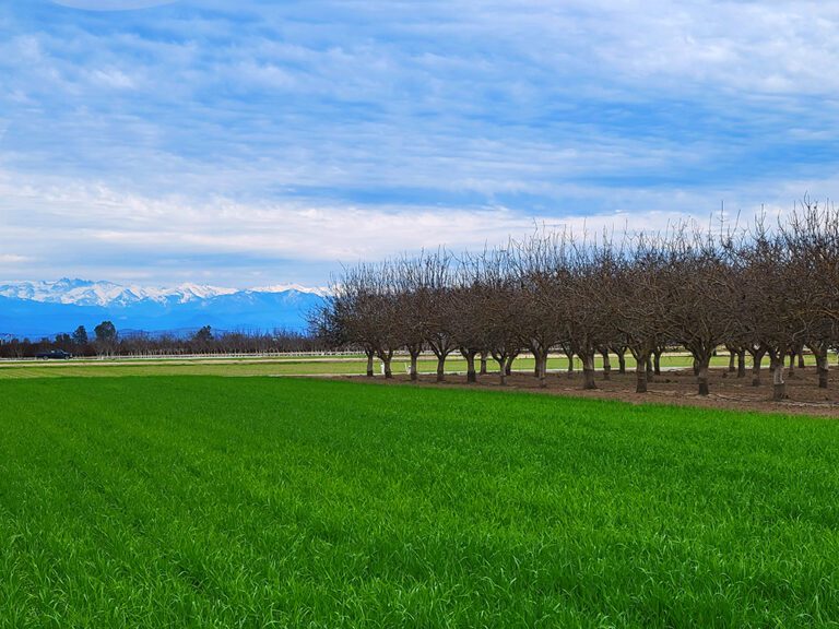 Breeding New Pistachio Cultivars for a Hotter, Drier Future